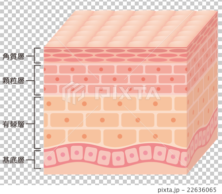 肌の断面図 22636065