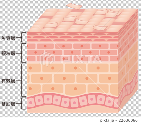 Sectional view of skin Sectional view of skin 22636066