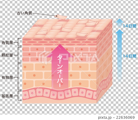 肌のターンオーバー　断面図 22636069