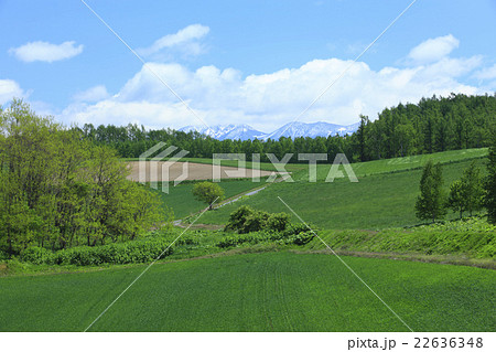 北海道　上富良野町　田園風景 22636348