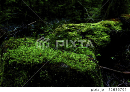 朽ちた木から芽生える若葉の写真素材