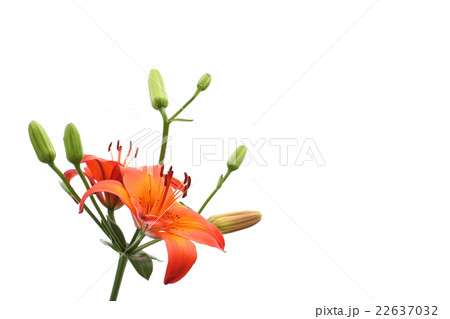 スカシユリ 22637032