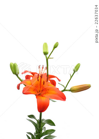 スカシユリ 22637034