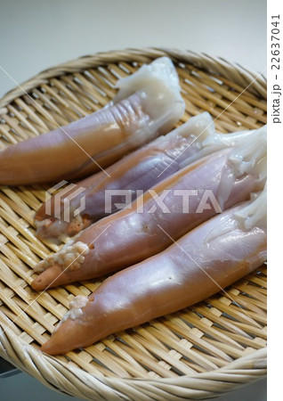 烏賊の肝 烏賊の肝 22637041