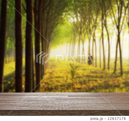 Wooden table top on blurred para rubber tree Wooden table top on blurred para rubber tree 22637178