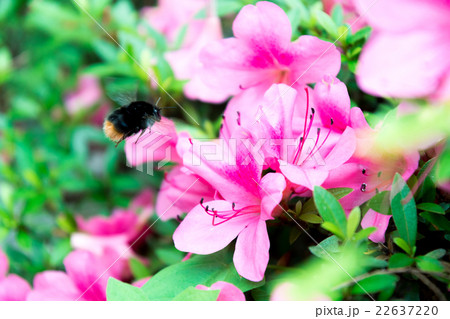 ツツジの蜜を吸いに来た熊ん蜂の写真素材