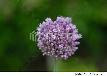 ニンニクの花の写真素材