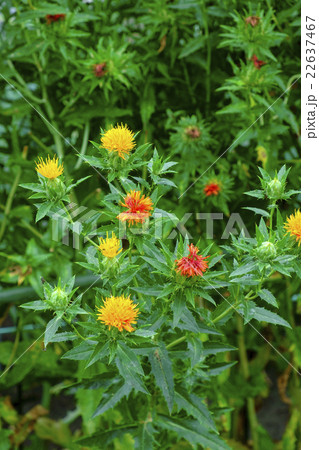 ベニバナ 紅花 ベニバナ 紅花 22637467