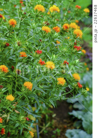 ベニバナ 紅花 ベニバナ 紅花 22637468