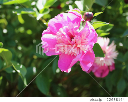 芍薬 芍薬 22638144