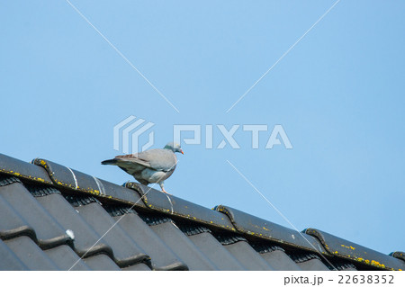 Pigeon on a rooftop in blue sky 22638352