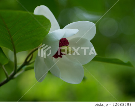 美しい大山蓮華の花 22638593