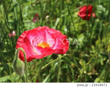 ひなげし 22638671