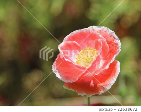 ひなげし ひなげし 22638672