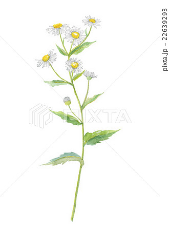 ヒメジョオン 22639293