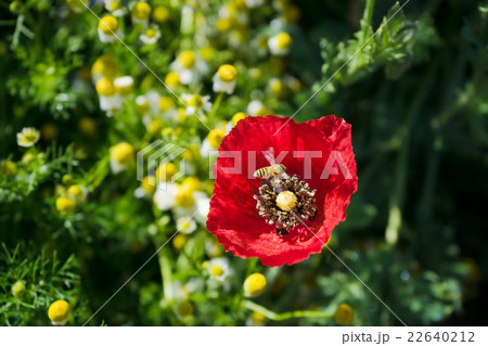 Field of bright red corn poppy flowers in spring Field of bright red corn poppy flowers in spring 22640212