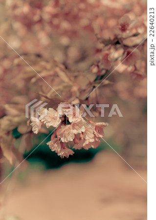 Cherry Blossom or Sakura flower  22640213