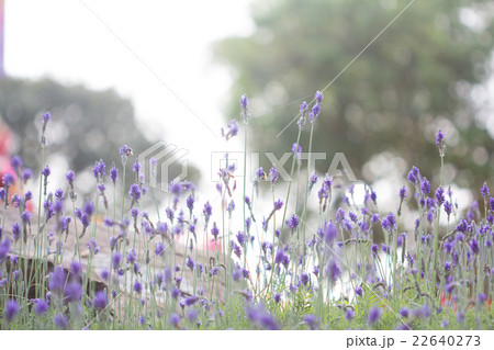 Lavender flower. Beautiful lavender flower 22640273