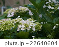 紫陽花 22640604