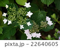 紫陽花 22640605