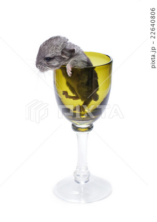 Cute chinchilla baby in glass 22640806
