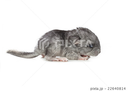 Chinchilla baby isolated over white background Chinchilla baby isolated over white background 22640814