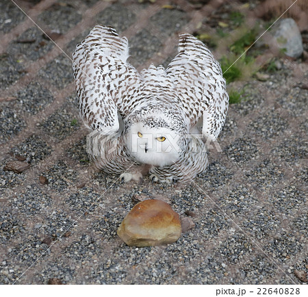 フクロウ 22640828