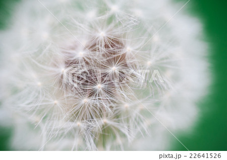 Close-up of dandelion on green sunny meadow Close-up of dandelion on green sunny meadow 22641526