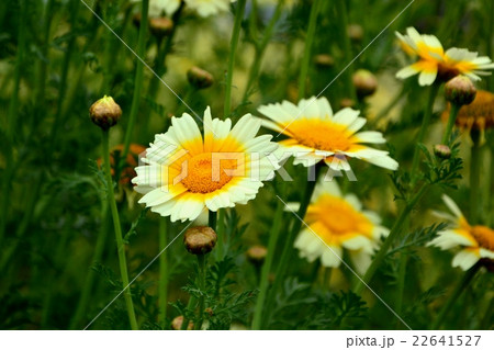 春菊の花 春菊の花 22641527