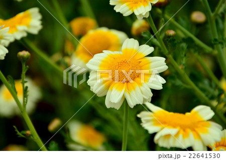 春菊の花 春菊の花 22641530