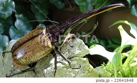 ヘラクレスオオカブトムシ ヘラクレスオオカブトムシ 22641648