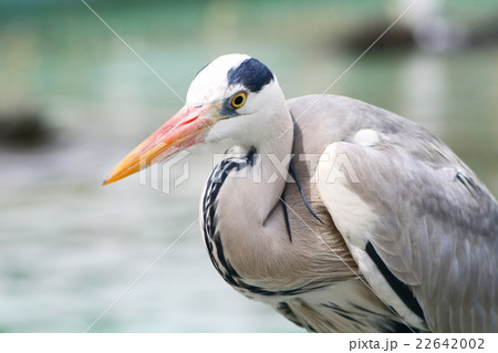 アオサギ 22642002