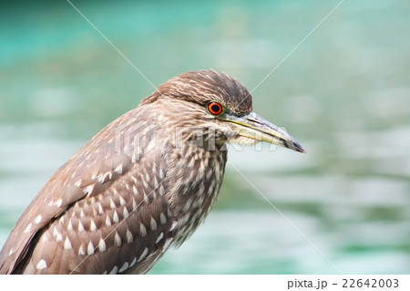 ゴイサギ　若鳥 22642003