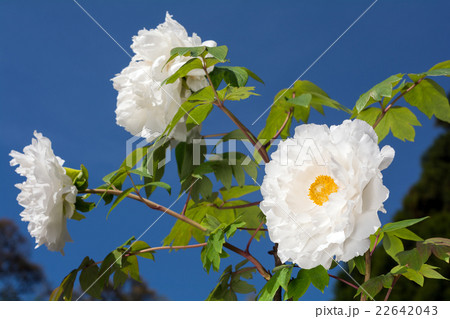 青空の下の白いボタンの花 22642043