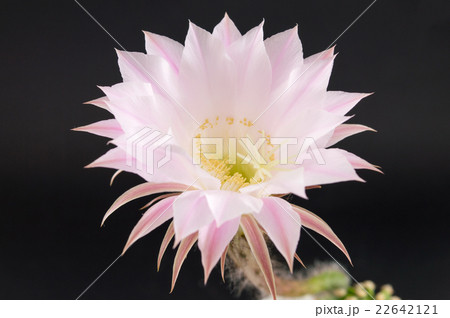 Cactus flower growing from a small cactus Cactus flower growing from a small cactus 22642121