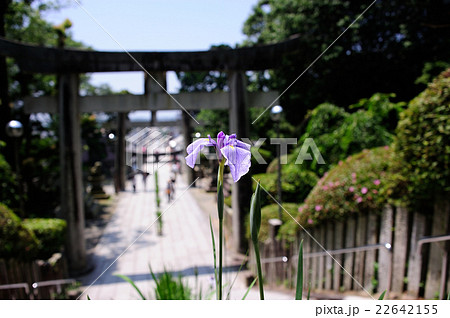 宮地嶽神社の江戸菖蒲 22642155