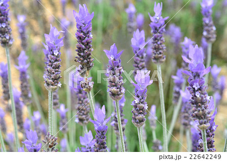 ラベンダー・デンダータ ラベンダー・デンダータ 22642249
