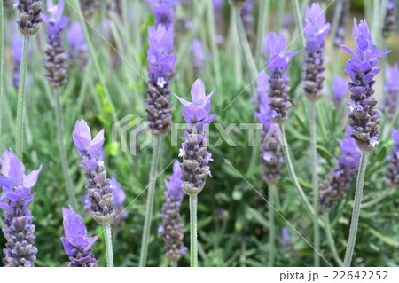 ラベンダー・デンダータ ラベンダー・デンダータ 22642252