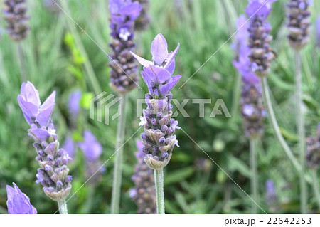 ラベンダー・デンダータ 22642253
