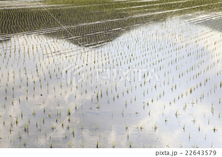 田植え直後の田んぼ 22643579
