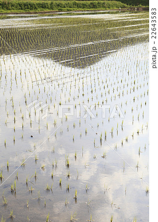 田植え直後の田んぼ 22643583
