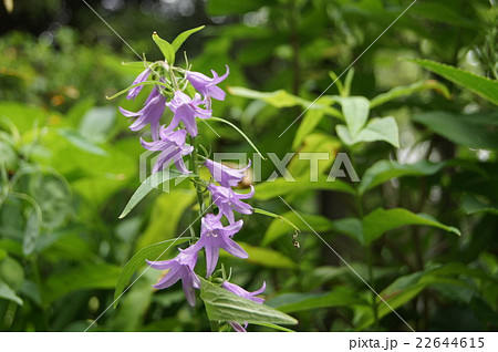 紫の花(岨菜) 紫の花(岨菜) 22644615