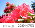 赤いシャクナゲの花のアップ 22644753
