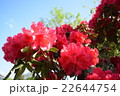 赤いシャクナゲの花 22644754
