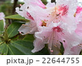 雨上がりの牡丹の花のアップ 22644755