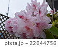 雨上がりの牡丹の花 22644756