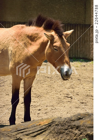 モウコノウマ モウコノウマ 22644788