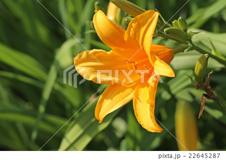 トウカンゾウ 22645287