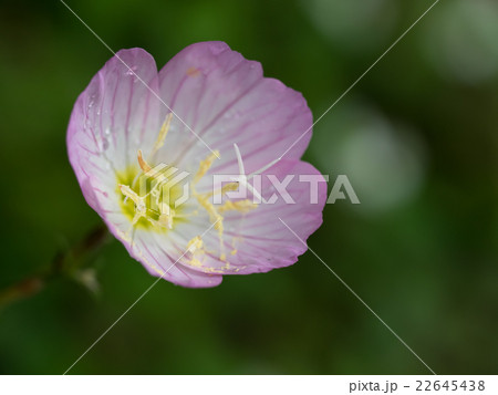 かわいいヒルザキツキミソウ 22645438