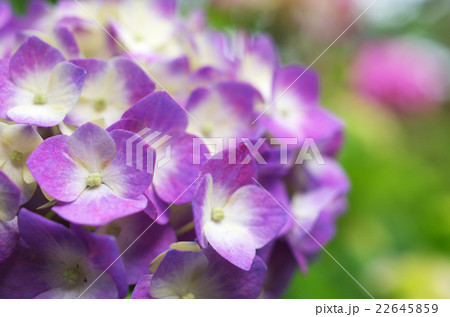 アジサイ アジサイ 22645859